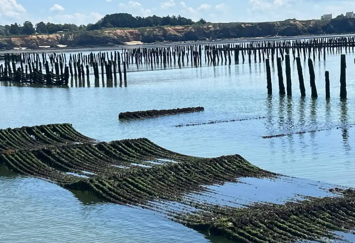 Sas Les Boucholeurs Moules De Bouchot Penestin Galerie 12