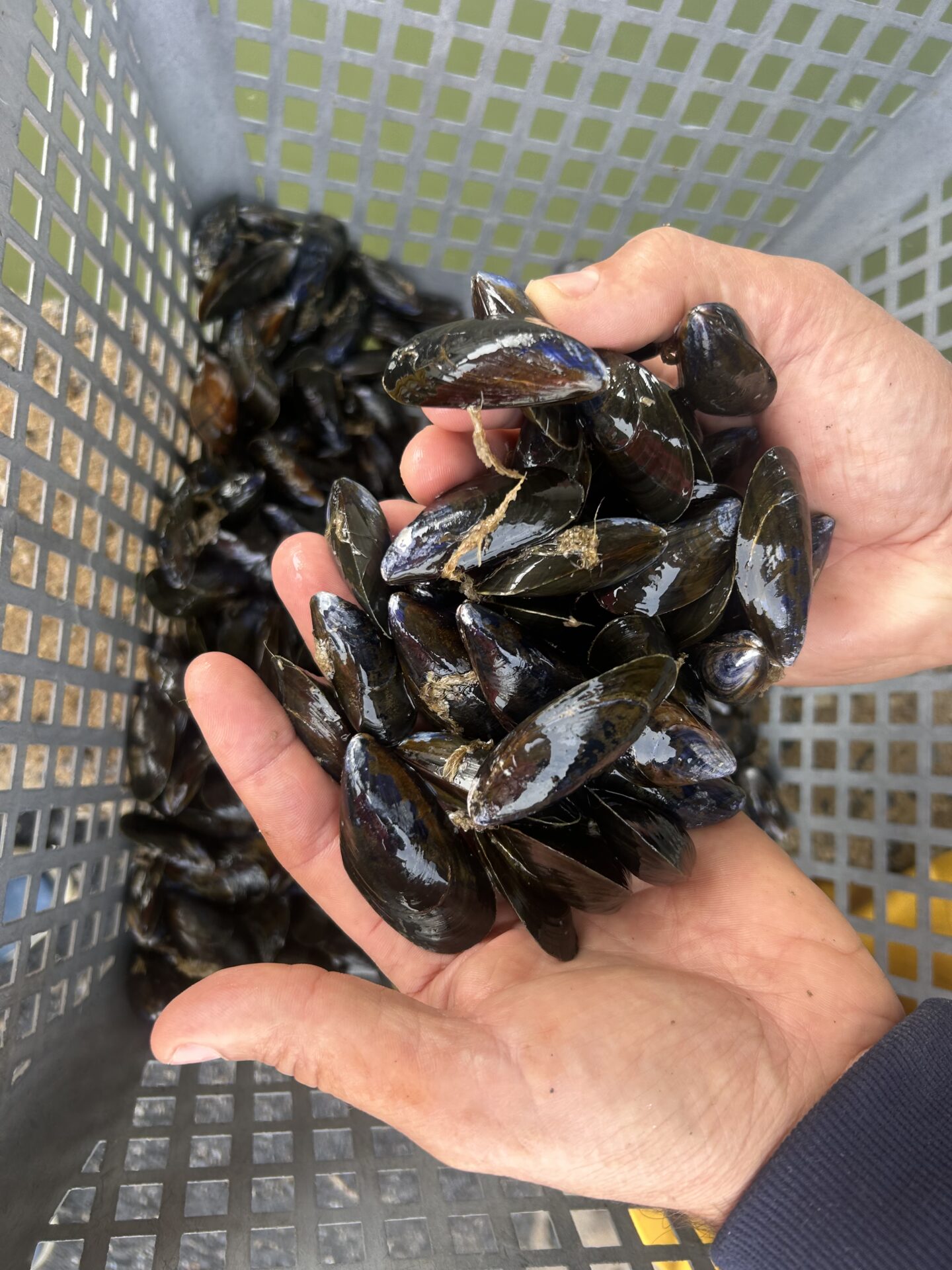 Sas Les Boucholeurs Moules De Bouchot Penestin IMG 3156 1